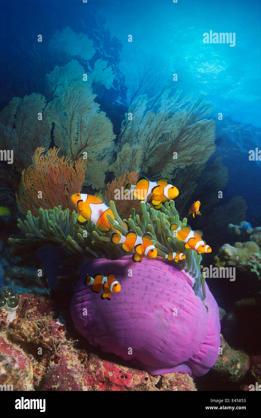 False clown anemonefish {Amphiprion ocellaris} in anemone. Digital Composite, Andaman sea Stock Photo