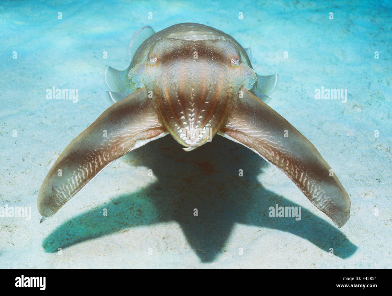 cuttlefish hunting technique mesmorises fish by pulsating