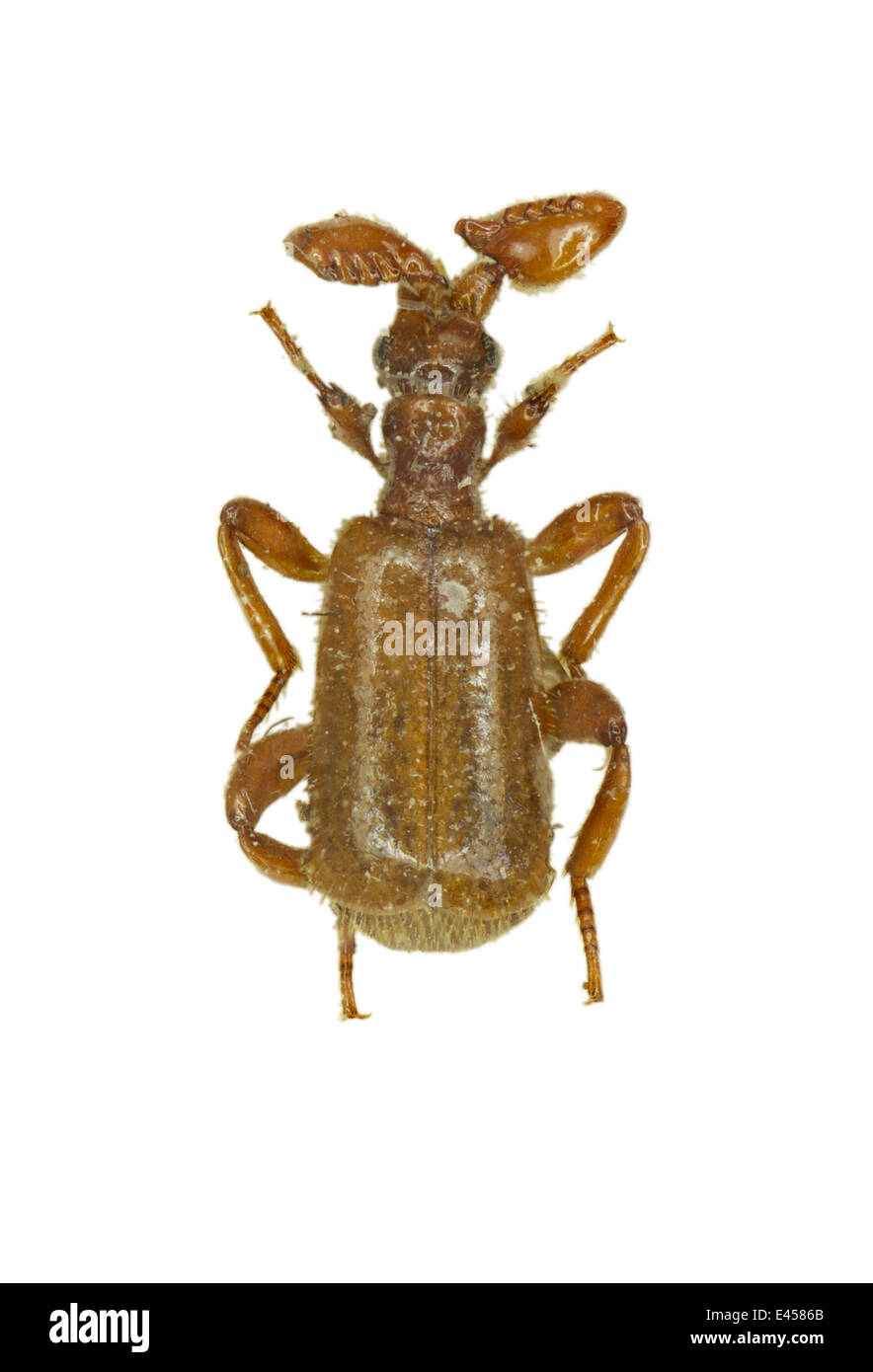 Coleoptera; Carabidae; Edaphopaussus favieri: Fairmaire 1851; Paussus favieri; Ant nest beetle Stock Photo