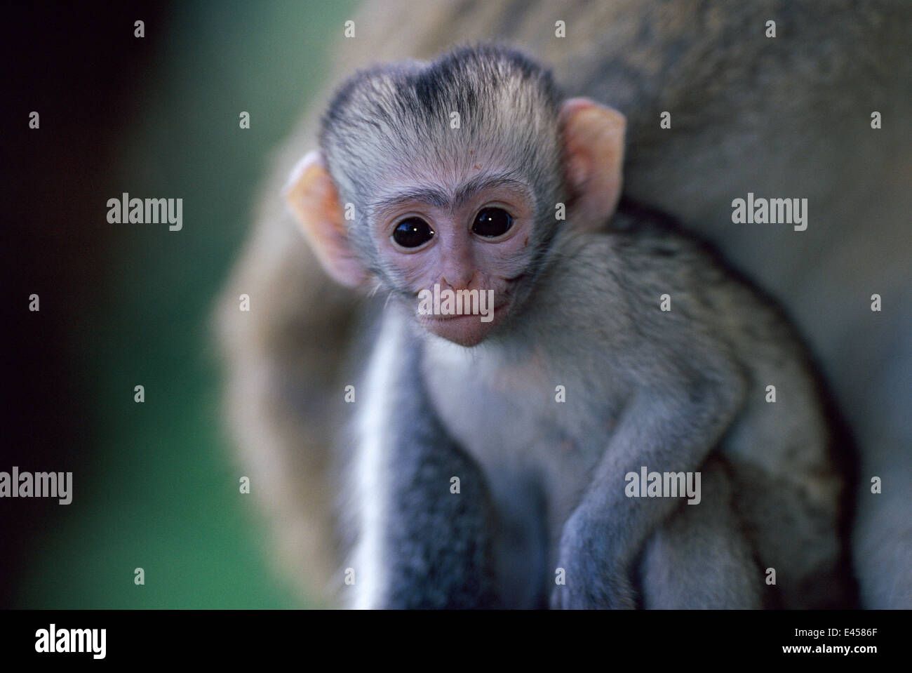 Baby Vervet monkey portrait (Chlorocebus / Cercopithecus aethiops ...