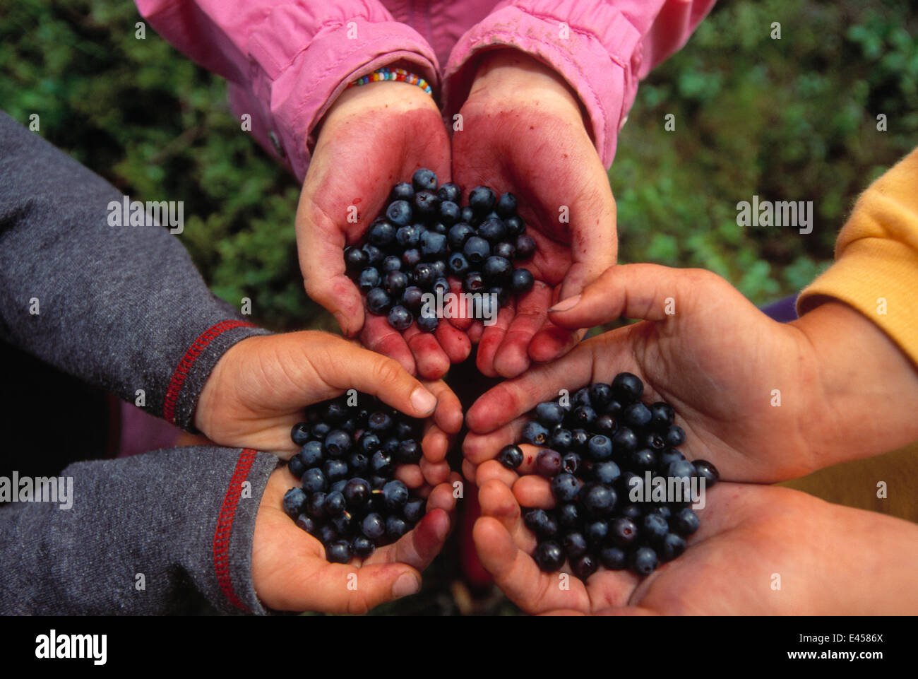 Hands holding harvested Blueberries {Vaccinium sp} Sweden. Stock Photo