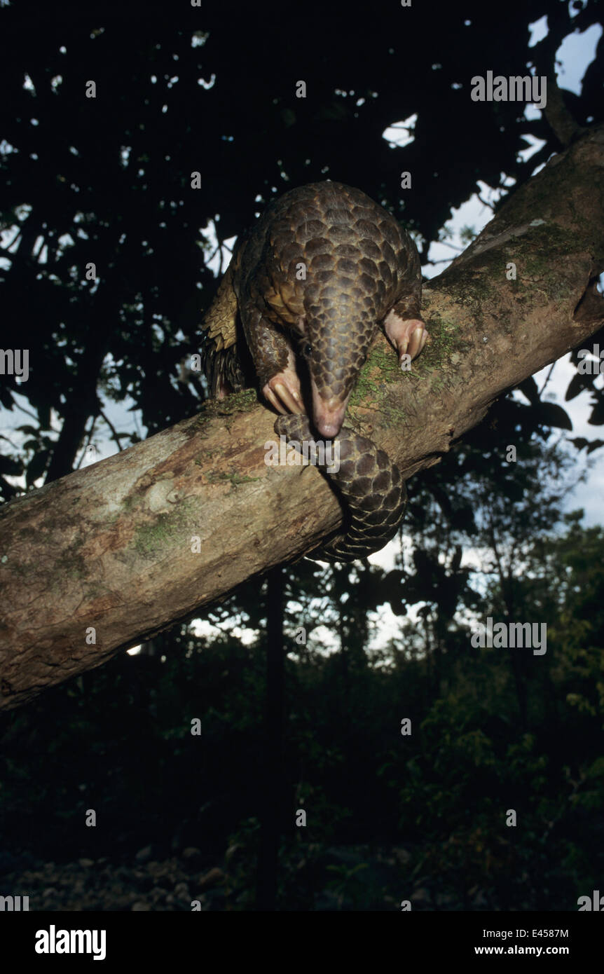 Malayan pangolin / Scaly anteater {Manis javanica} in tree, Komodo Island, Indonesia Stock Photo