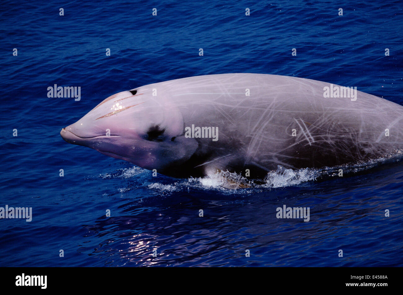 Cuviers beaked whale hi-res stock photography and images - Alamy