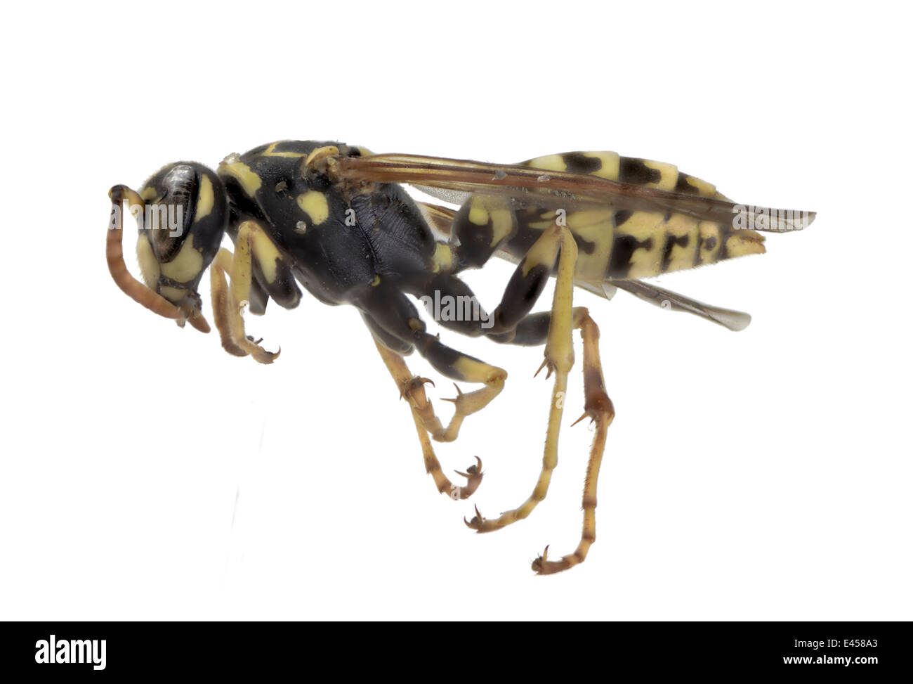 Hymenoptera; Vespidae; Polistes dominula; Christ 1791; European paper wasp; Stock Photo