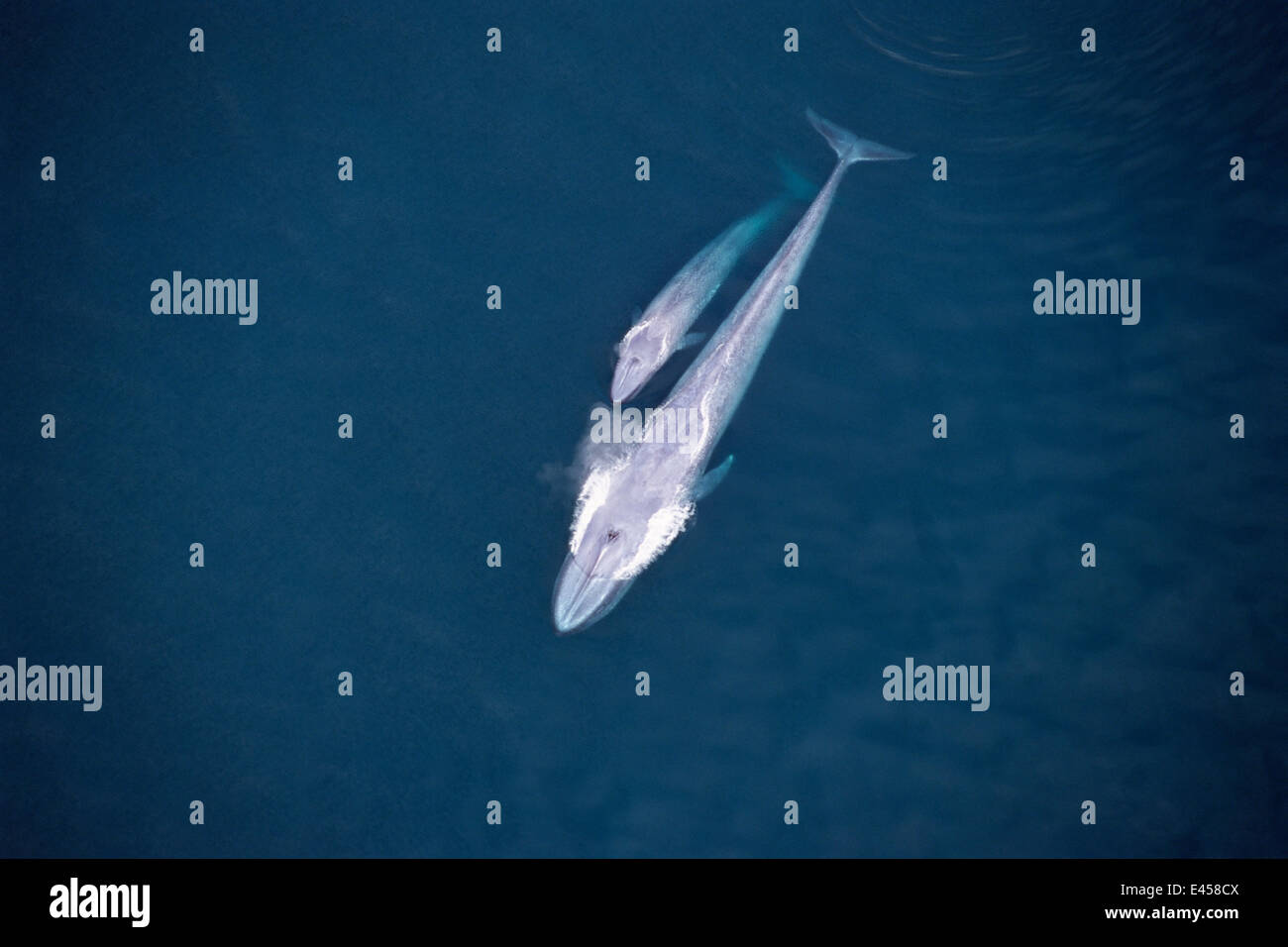 Blue whale and calf hi-res stock photography and images - Alamy