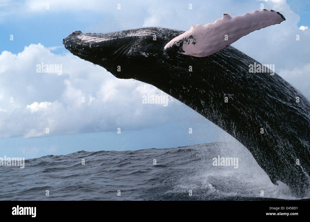 Humpback whale breaching {Megaptera novaengliae} Dominican Republic, Caribbean Stock Photo