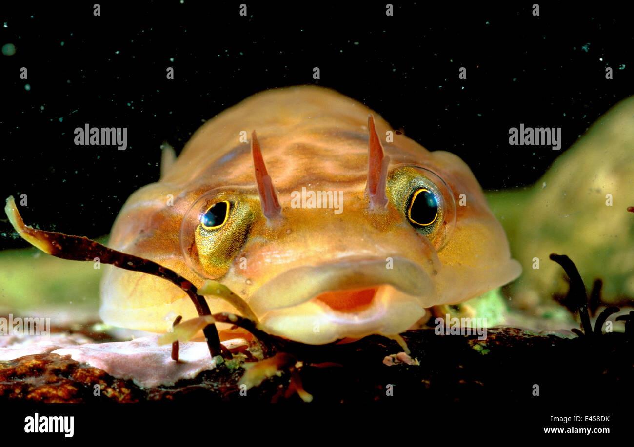 Shore clingfish / Cornish sucker {Lepadogaster lepadogaster} Brittany France Stock Photo