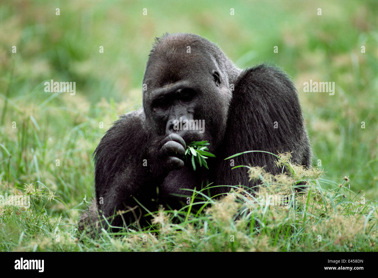 Western lowland gorilla male feeding {G g gorilla} Lokoue bai, Odzala NP, Rep of Congo Stock Photo