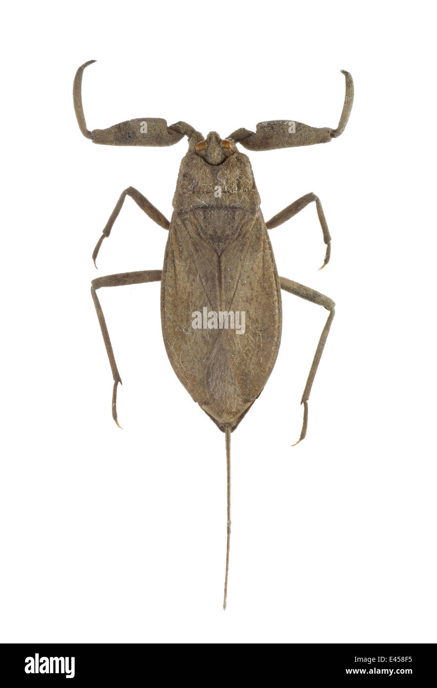 Hemiptera; Nepidae; Nepa cinerea; Linnaeus 1758; water scorpion; L: 35mm Stock Photo