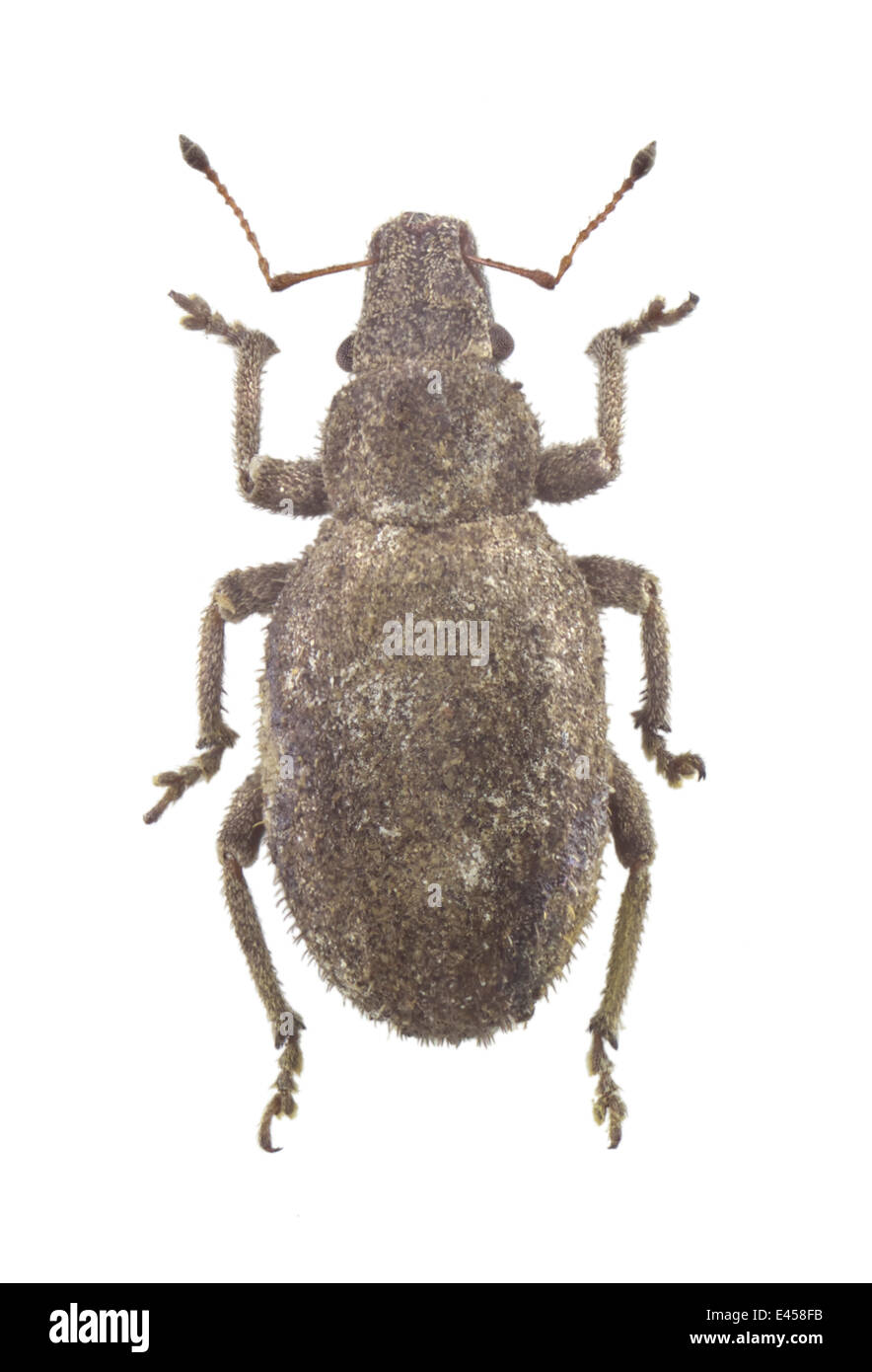 Coleoptera; Curculionidae; Strophosoma puberulum; Chevrolat 1872 L: 5mm; Stock Photo