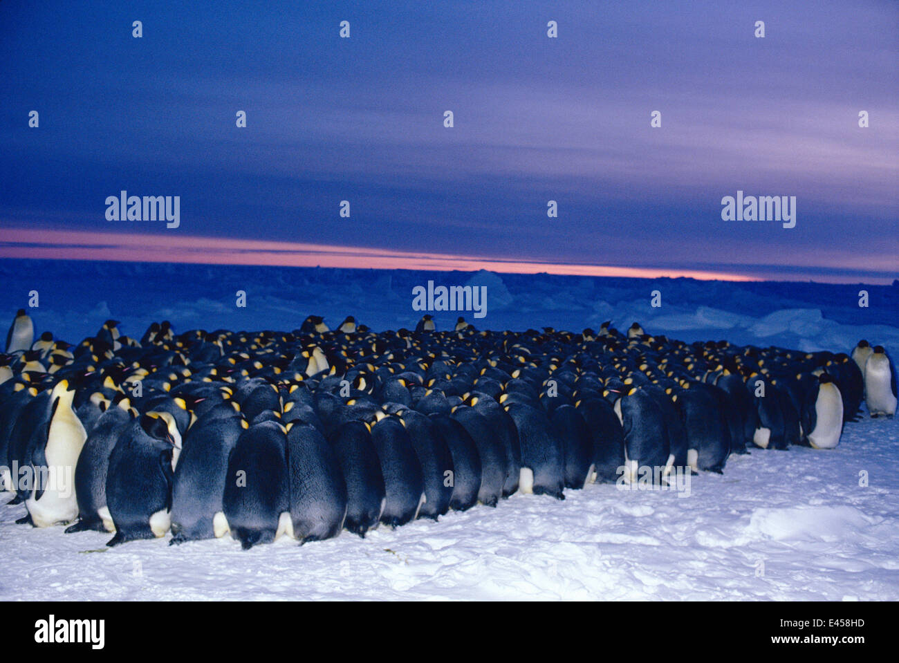 Emperor penguin egg hi-res stock photography and images - Alamy