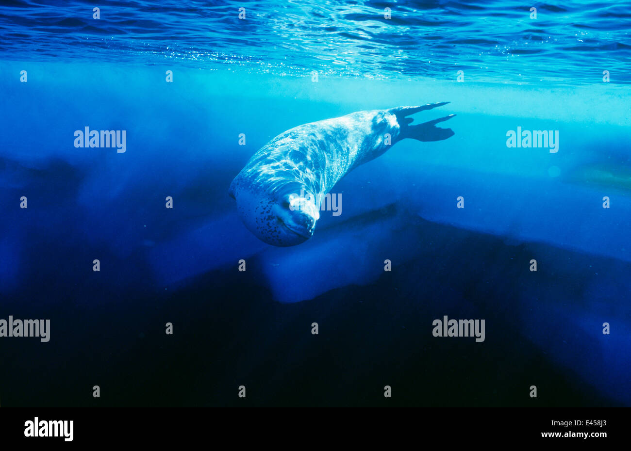 Leopard seal underwater hi-res stock photography and images - Alamy