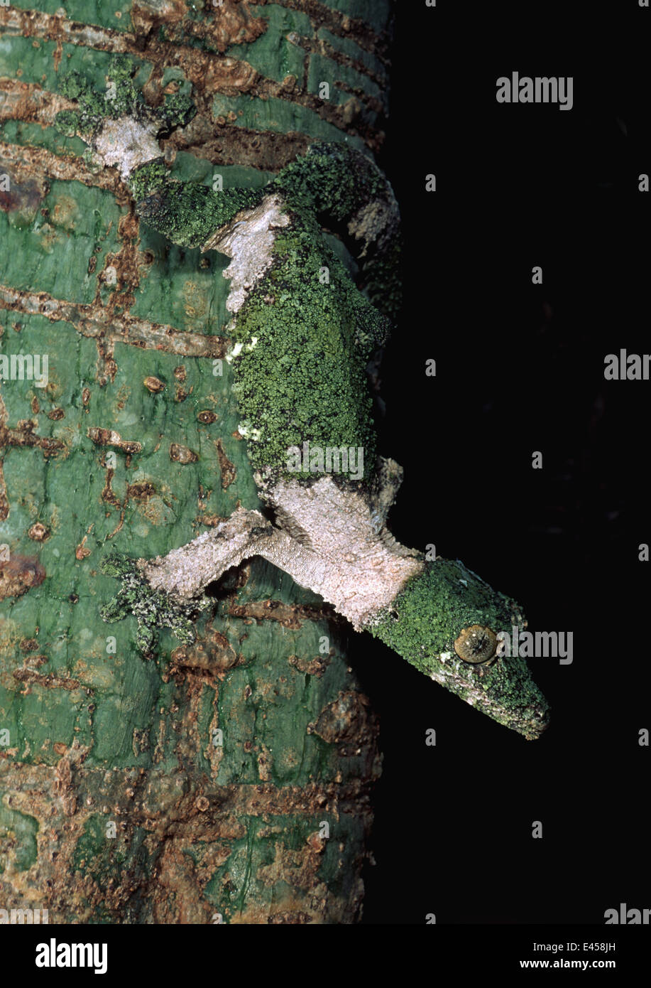 Camouflaged invisible hi-res stock photography and images - Alamy