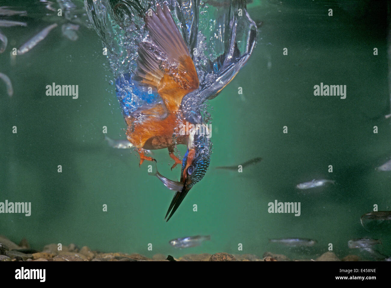Common kingfisher male diving underwater for fish {Alcedo atthis