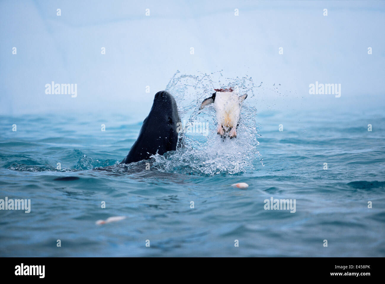 Leopard seal {Hydrurga leptony} beheading Chinstrap penguin, Antarctica. Stock Photo