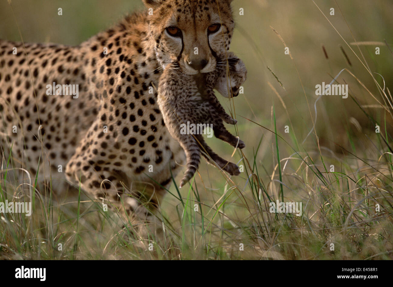Binti, female Cheetah {Acinonyx jubatus} carrying 10 day old cub. Masai Mara, Kenya. Stock Photo