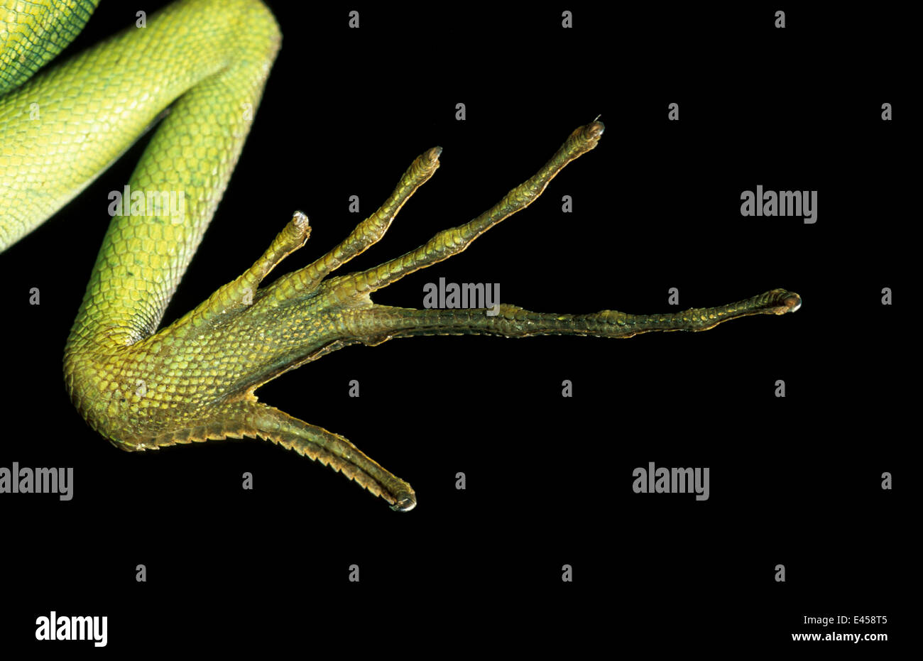 Close up foot of Double crested basilisk {Basiliscus plumifrons} Stock
