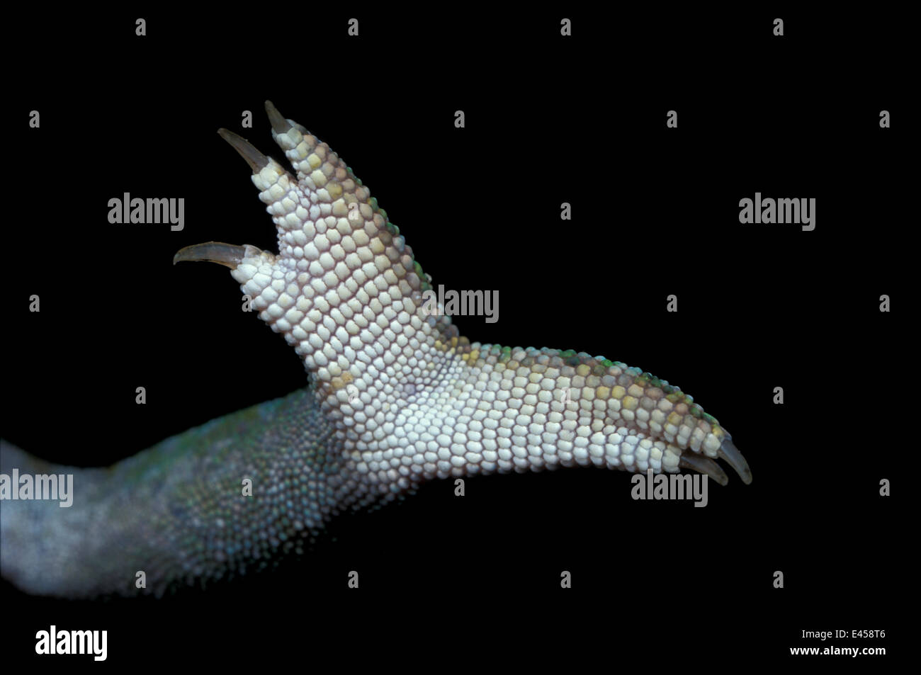 Close up of foot of Jewel chameleon {Chamaeleo lateralis} Stock Photo