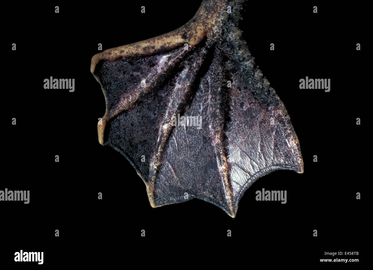 Close up of webbed foot of Surinam toad {Pipa pipa} Stock Photo