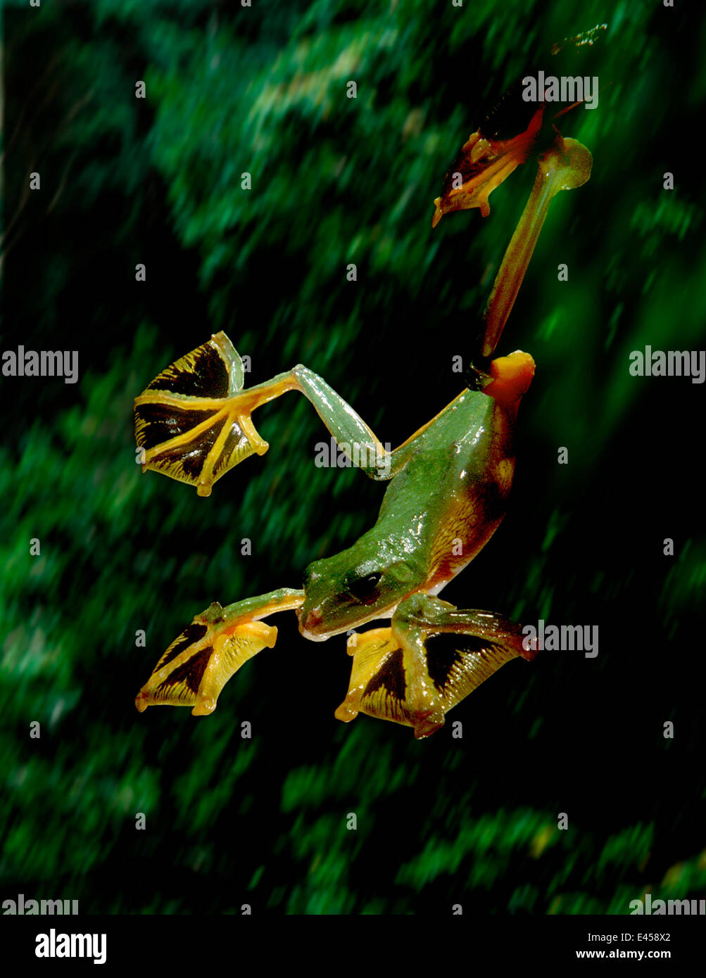 Wallace's gliding frog's extensive foot webbing allows it to glide long distances (Resolution restriction - image digitised from film, 'Weird Nature' tv series) Stock Photo