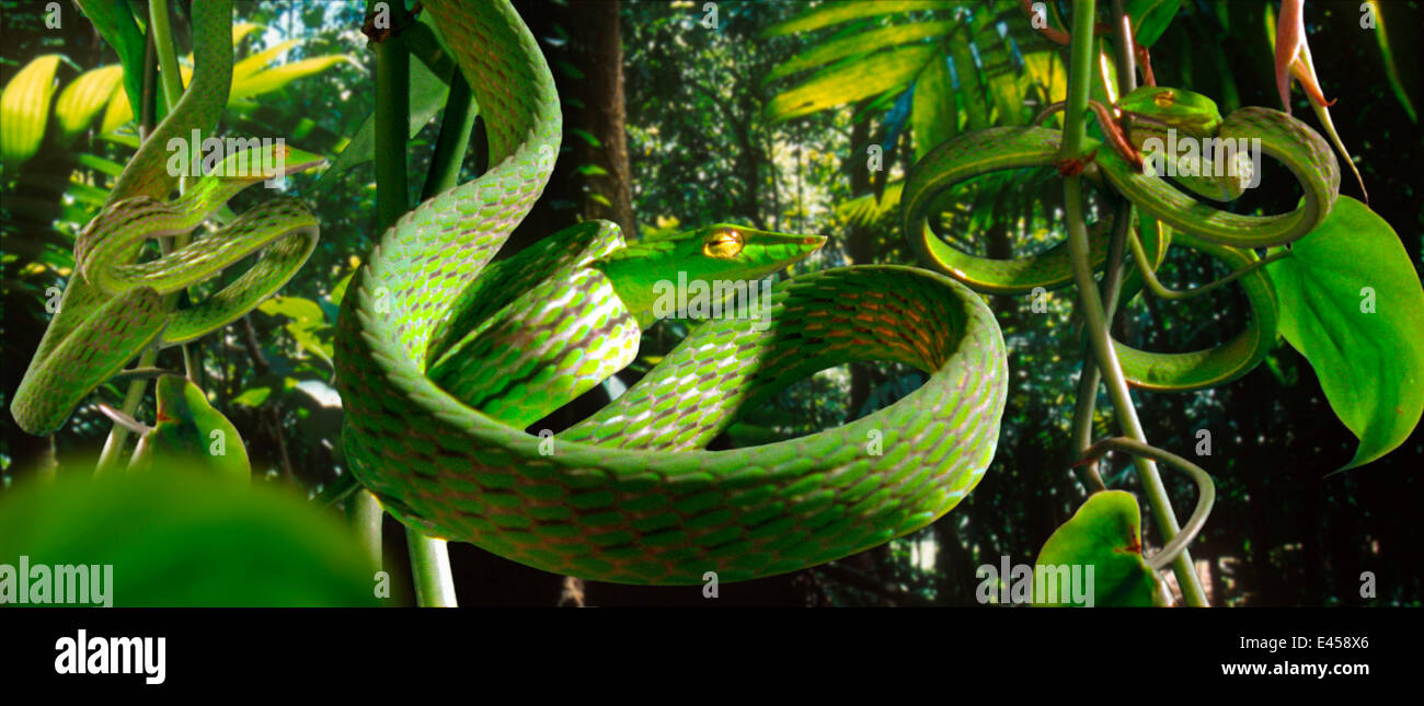 Vine snakes (Dryophis nasuta) imitate curled tendrils of foliage to conceal themselves in the rainforest (Resolution restriction - image digitised from film, 'Weird Nature' tv series) Stock Photo