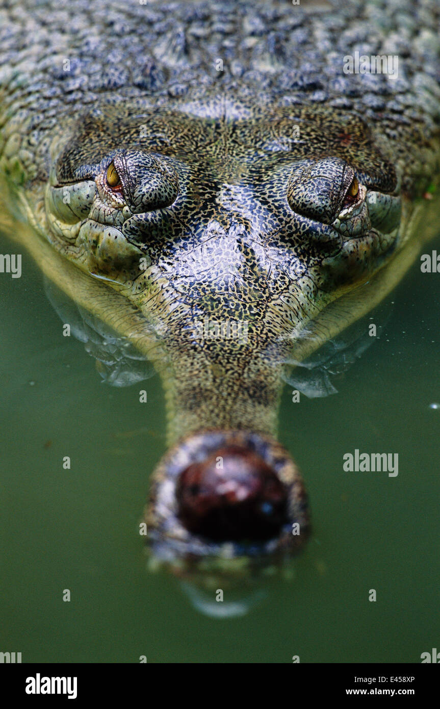 Head on view of male Indian gharial {Gavialis gangeticus} India, Endangered species Stock Photo