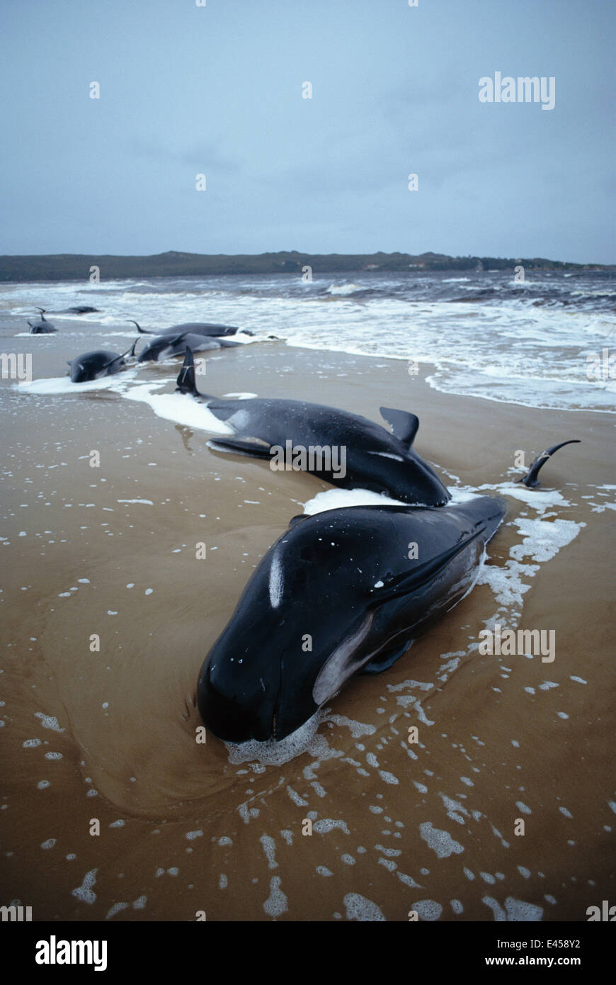 Dead pilot whales during a whale stranding on Farewell Spit in New  Zealand's South Island Stock Photo - Alamy