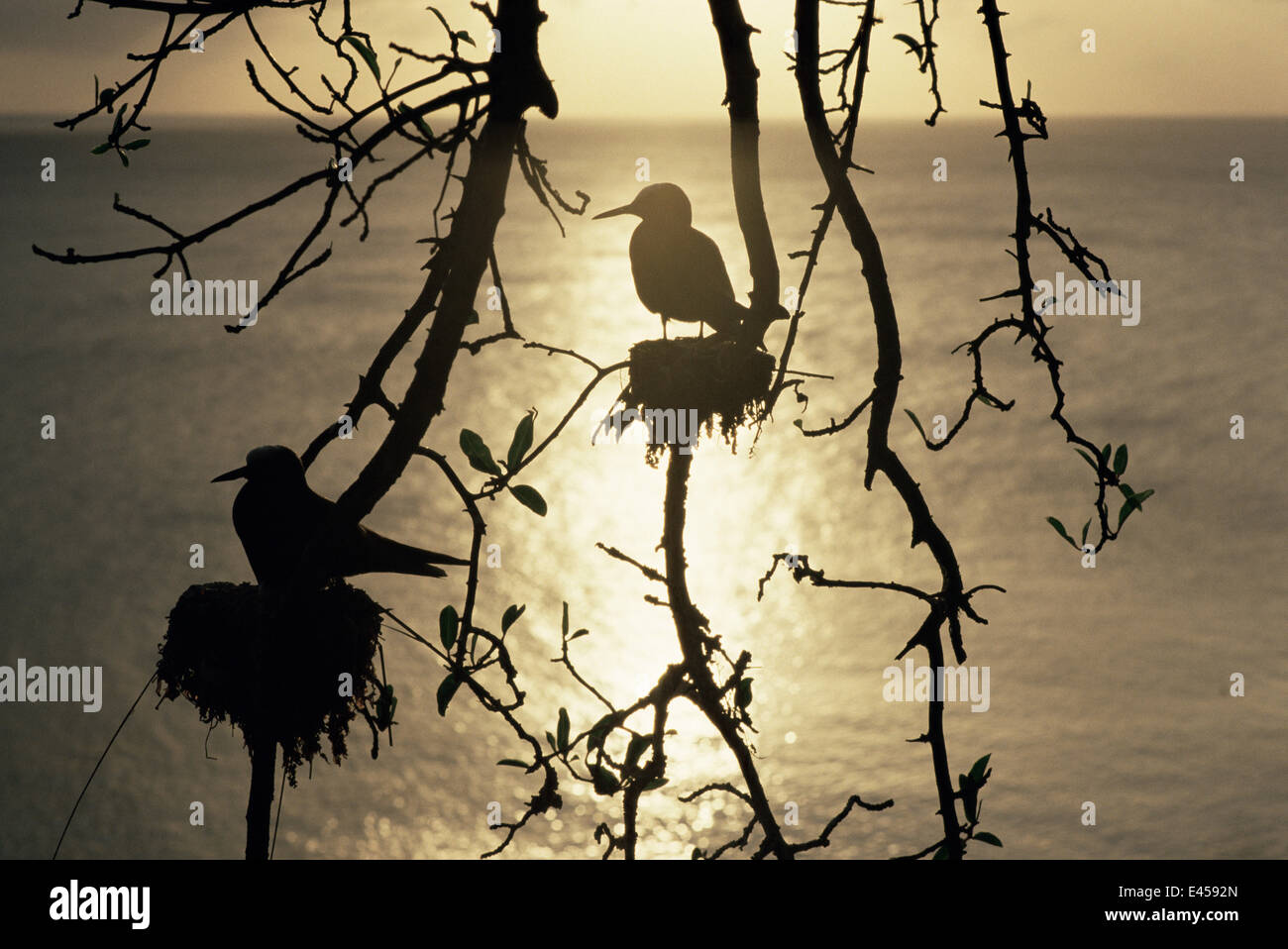 Lesser Noddiesnesting Lesser black noddies {Anous tenuirostris} nesting, silhouetted, Noronha ...