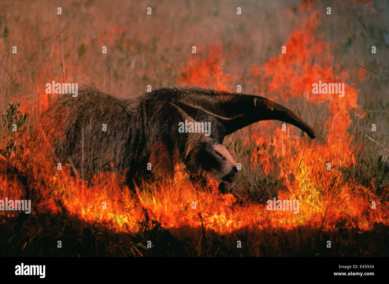 Giant anteater in grassland fire {Myremecophaga tridactyla} Emas NP, Brazil - composite image Stock Photo