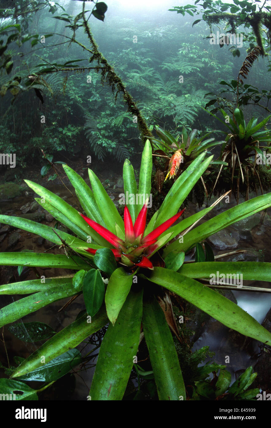 ブロメリア Bromelia serra トップページ | 日本ブロメリア協会 The