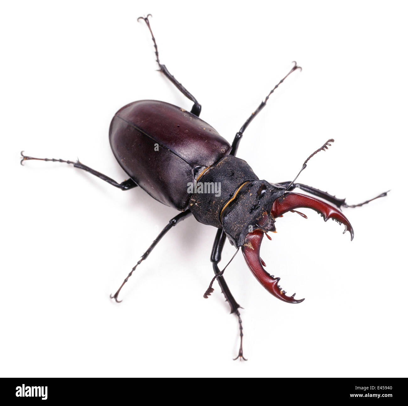 Stag Beetle (Lucanus cervus) male, UK. Captive. Stock Photo