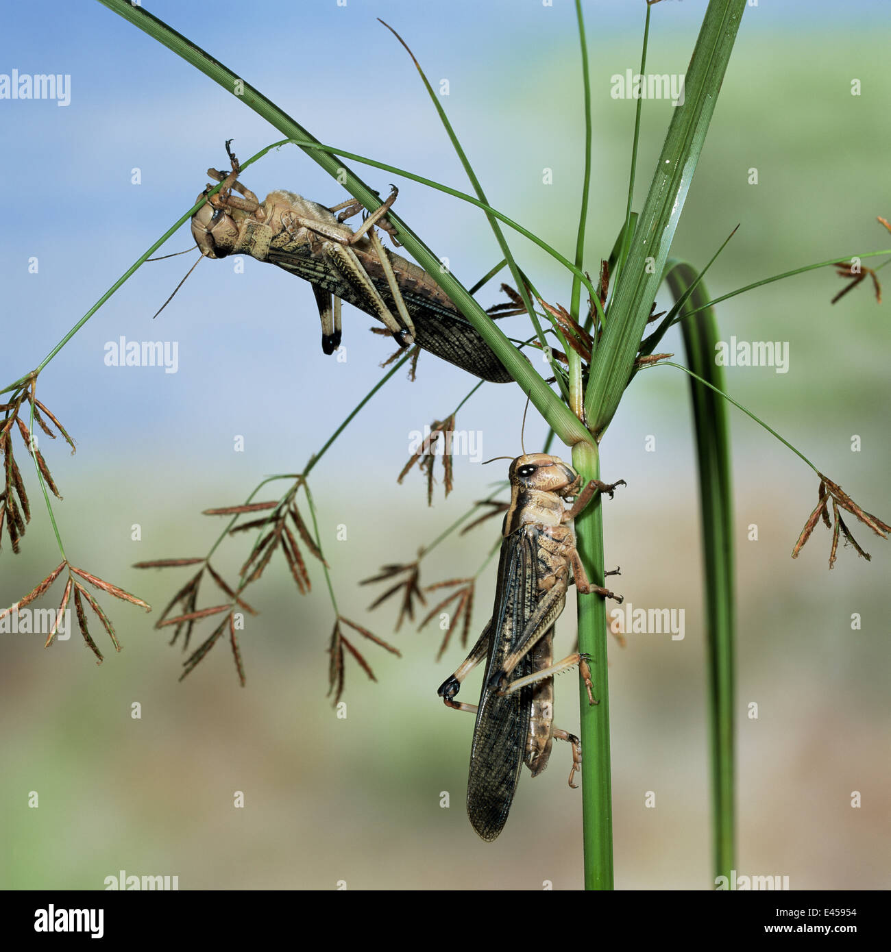 Two migratory locusts {Locusta migratoria} feeding on sedge Stock Photo