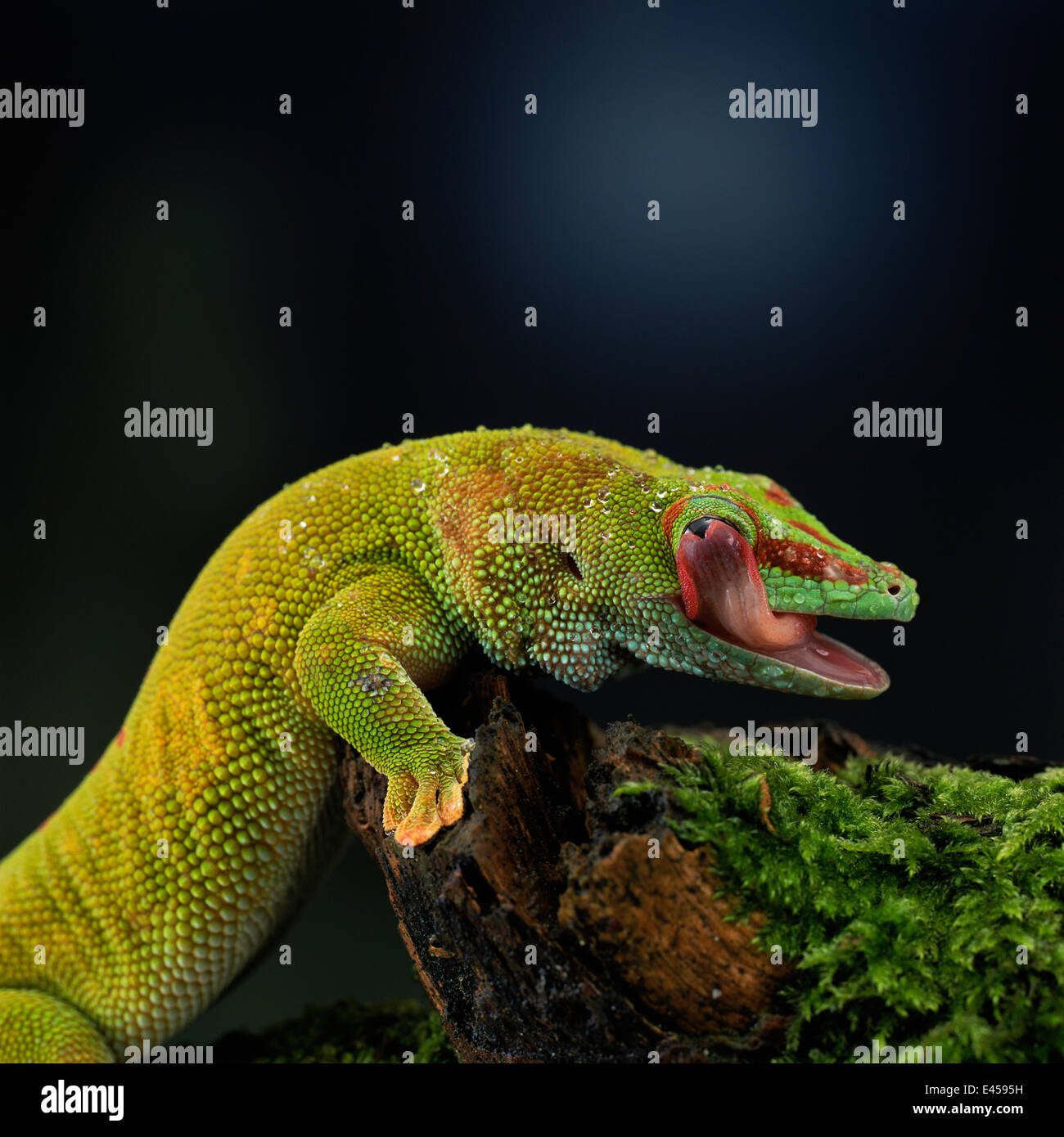 Madagascan day gecko {Phelsuma madagascariensis} licking eye