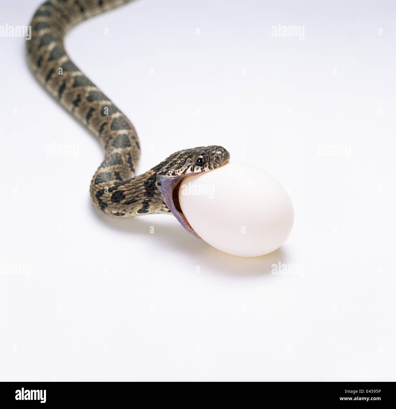 Egg eating snake about to swallow egg, Sequence 1/8 {Dasypeltis scabra} Africa Stock Photo