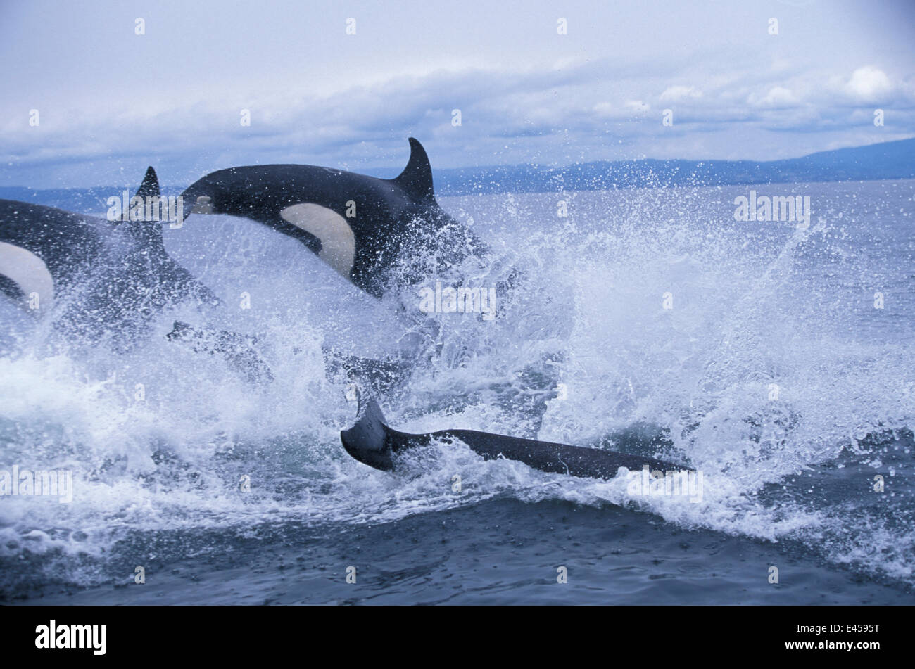 Pod of transient killer whales {Orcinus orca} porpoising, Monterey Bay, California, USA. Stock Photo