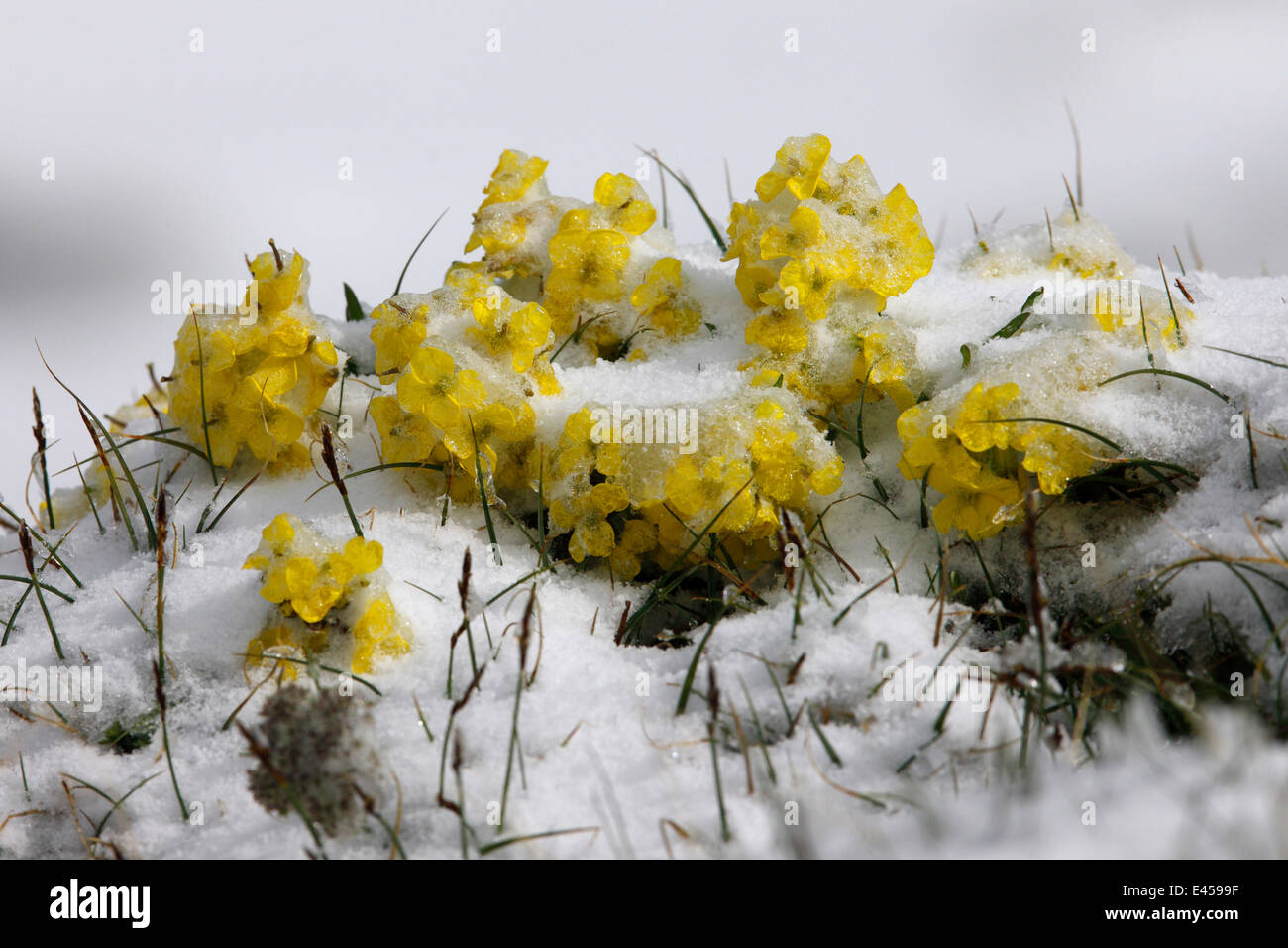 Alpine flowers (Draba sp)? in the snow, Hohe Tauern National Park, Austria, July 2008 Stock Photo
