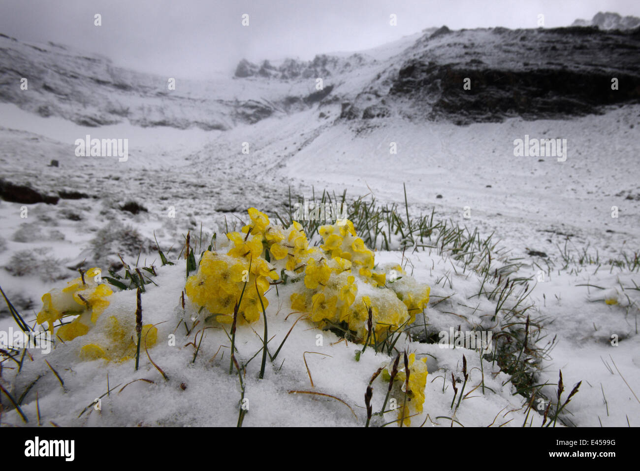 Alpine flowers (Draba sp) in the snow, Hohe Tauern National Park, Austria, July 2008 Stock Photo