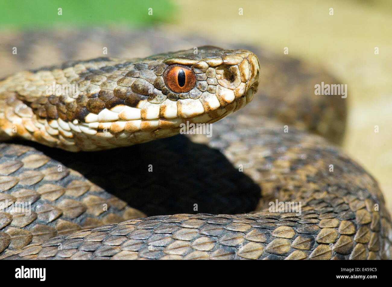 Female Snake