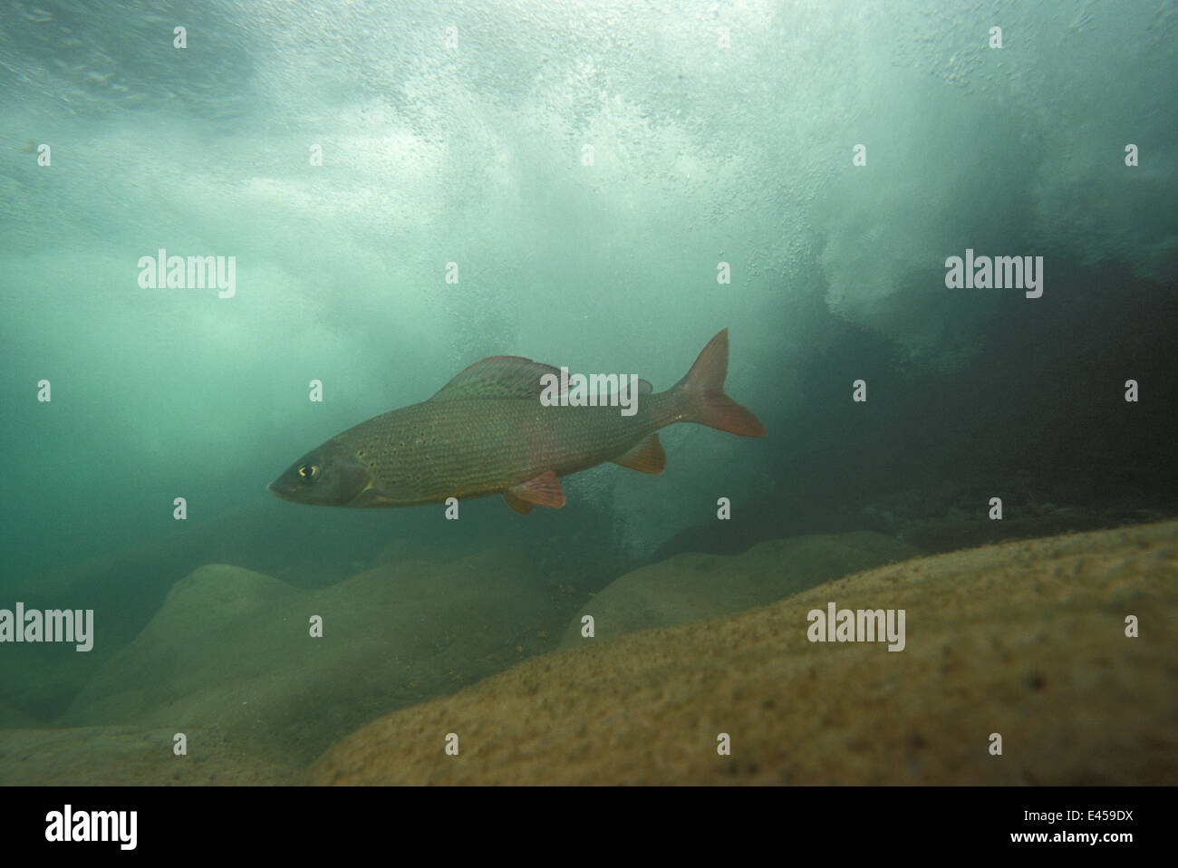Yalu Fish Thymallus hi-res stock photography and images - Alamy