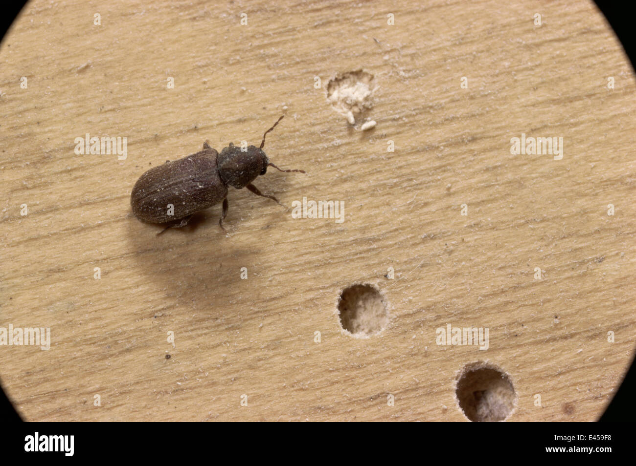Furniture beetles hires stock photography and images Alamy