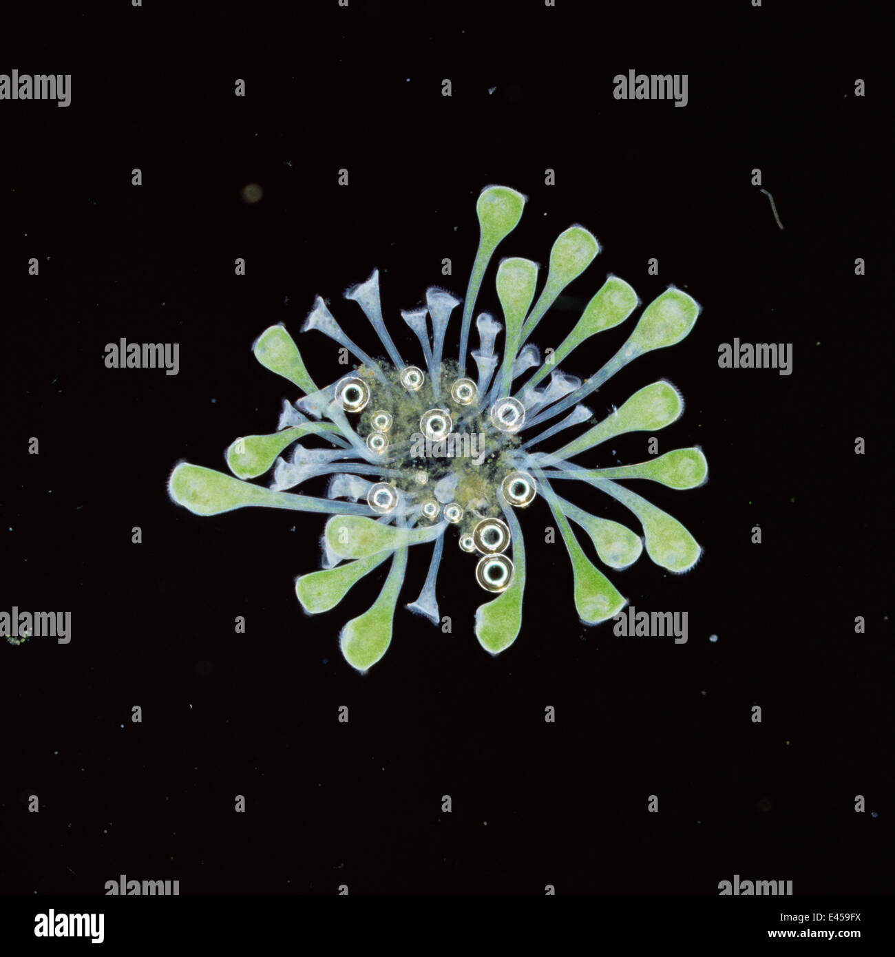 Floating colonies of Stantor (ciliate protozoa) with gas bubbles used