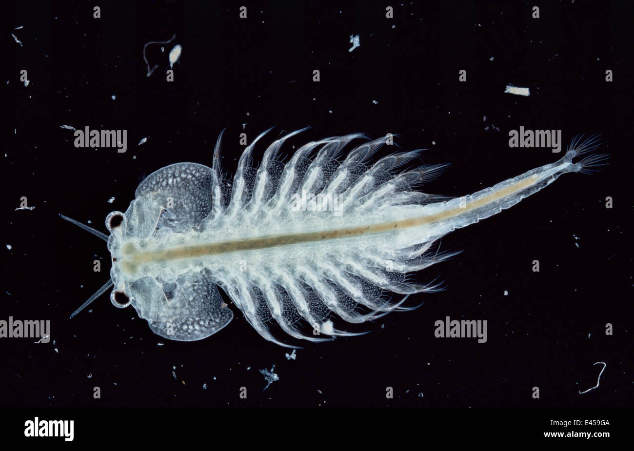 Brine shrimp {Artemia salina} male showing claspers Stock Photo