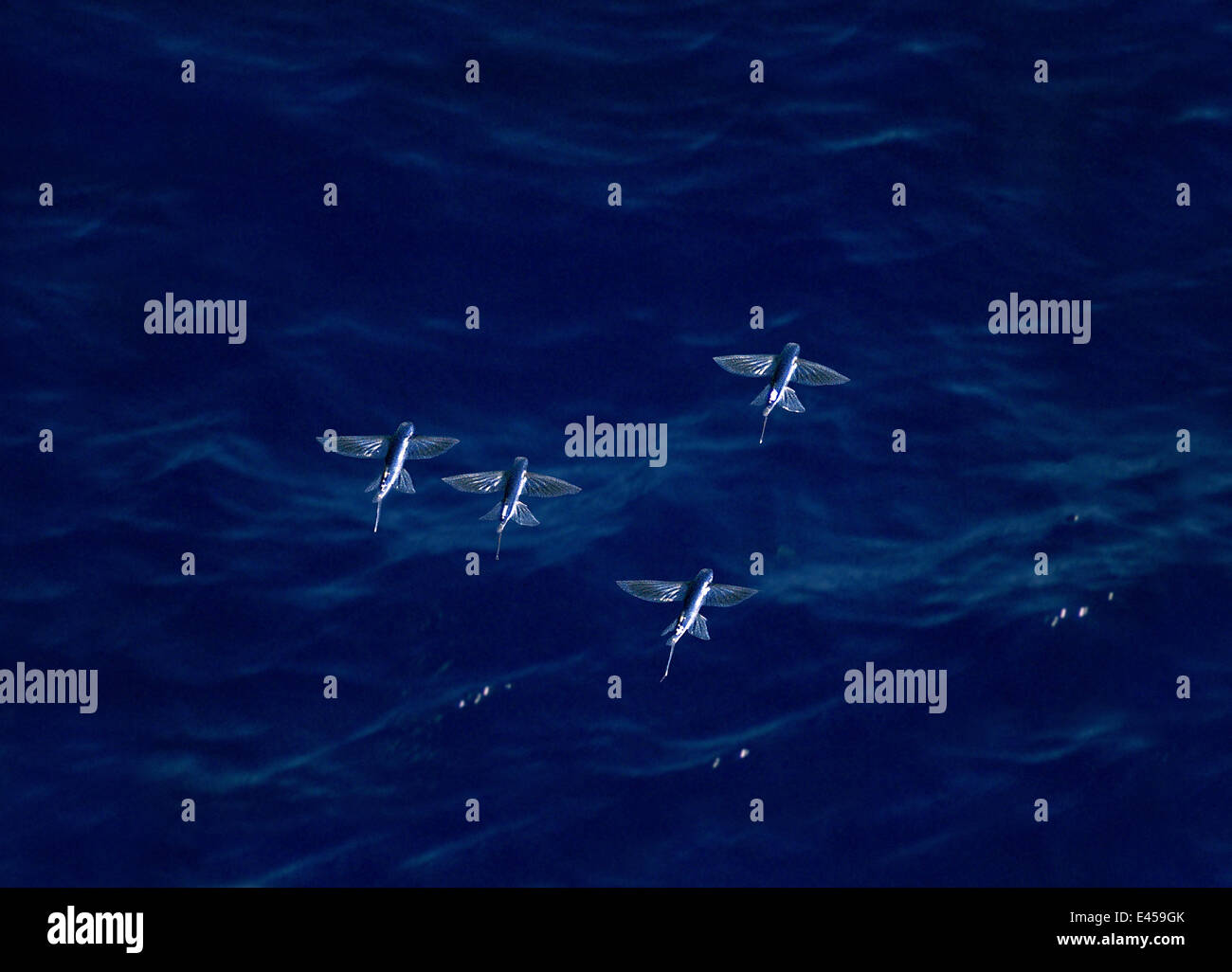 Four-winged Flying Fish (Cypsilurus lineatus) flying over sea. Digital composite. Stock Photo