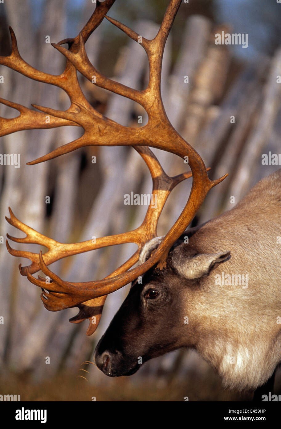 Reindeer {Rangifer tarandus} in Saami enclosure Vindelfjallen NR, Lapland, Stock Photo