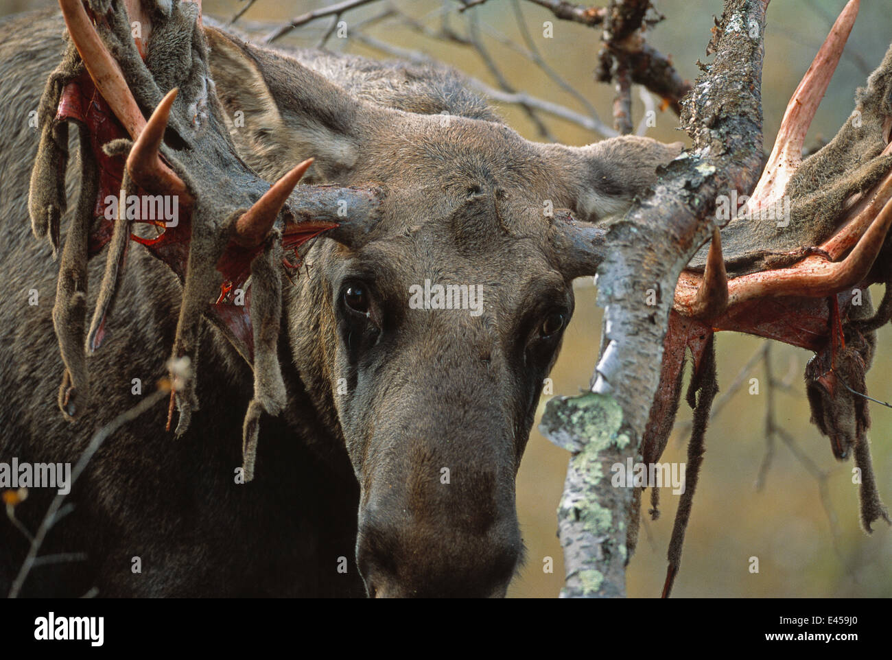 European Moose {Alces alces} shedding velvet from antler, Sarek NP, Lapland, Sweden. Stock Photo