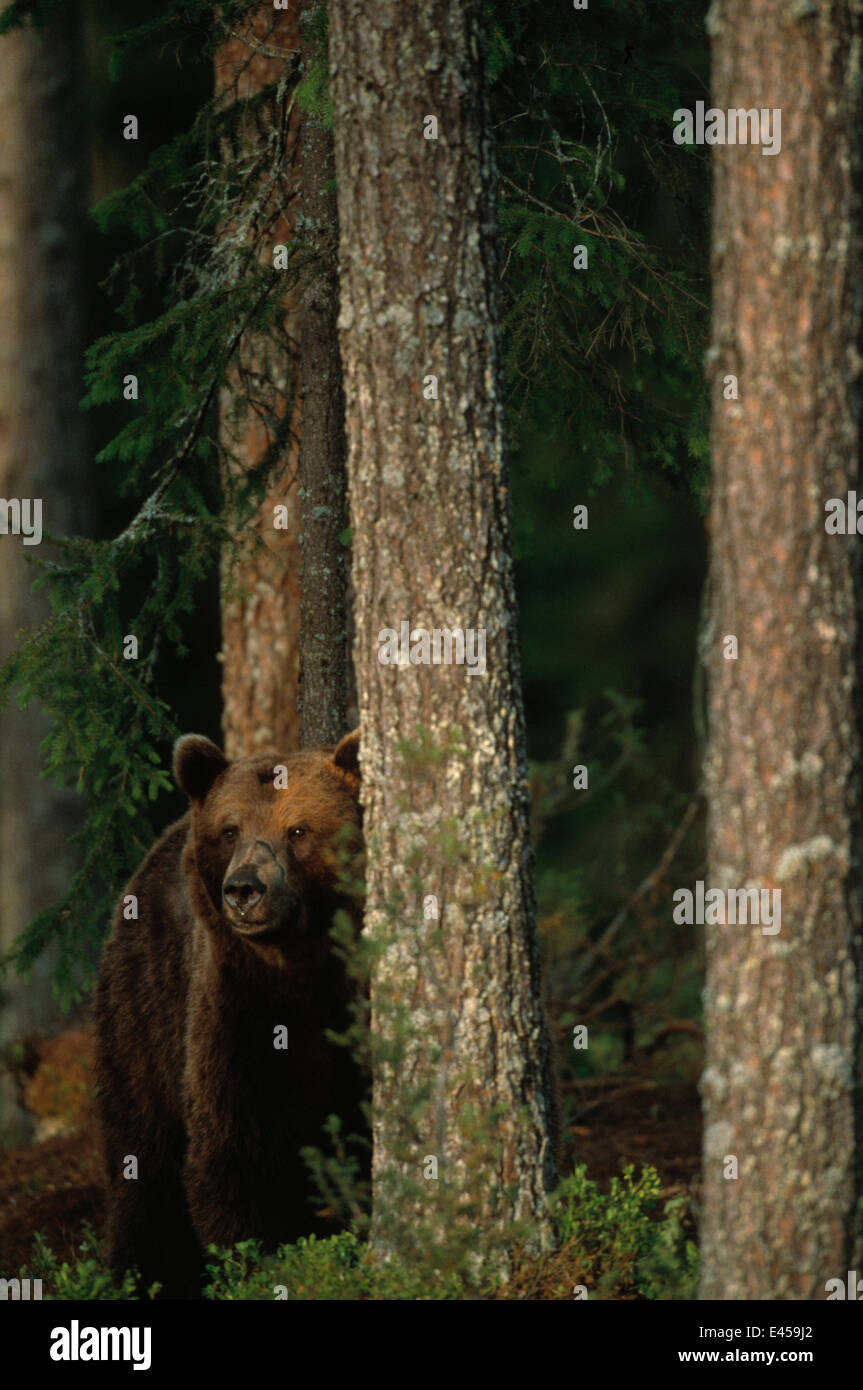 European Brown Bear in woodland {Ursus arctos} Lapland, Finland. Stock Photo