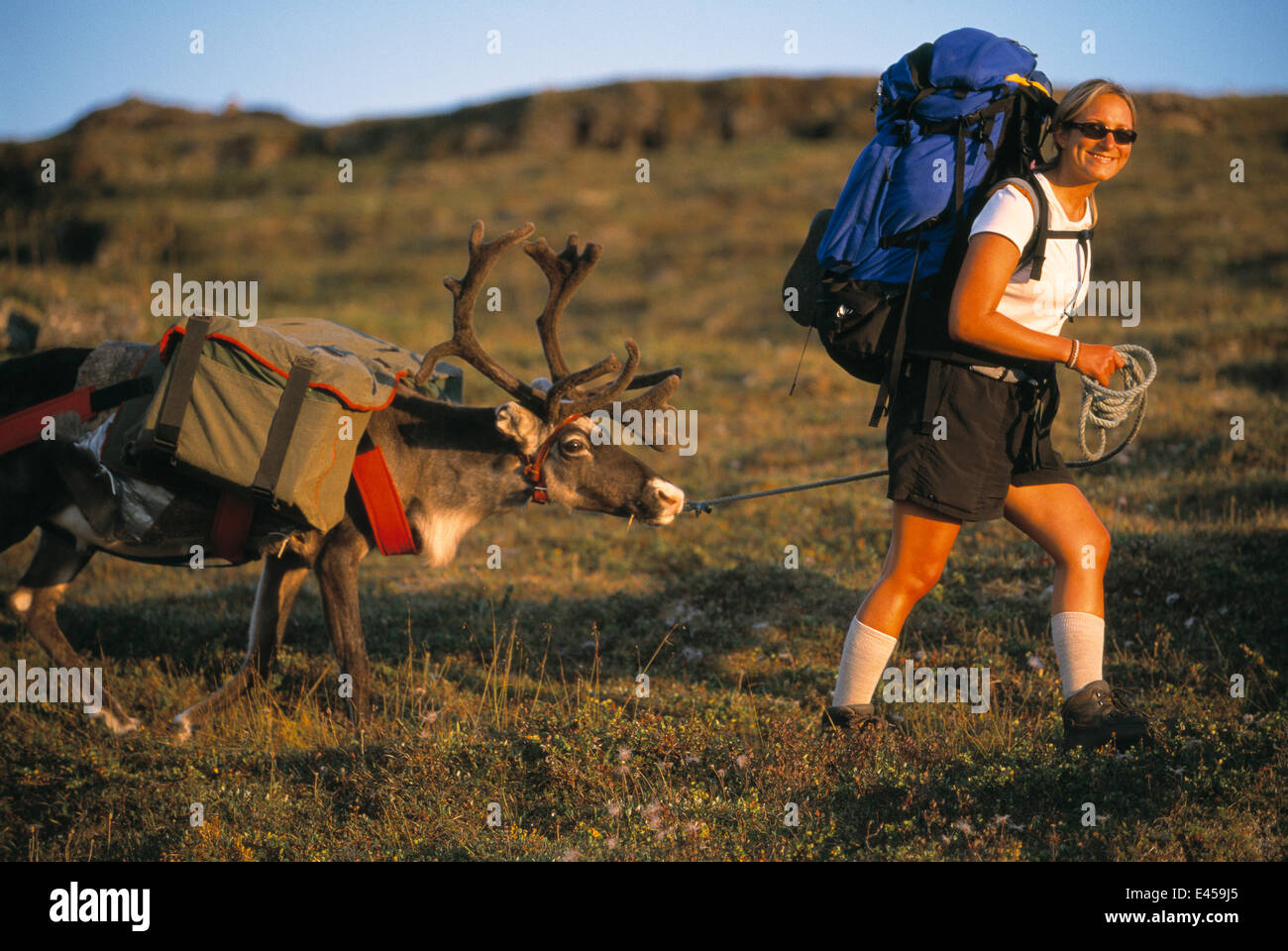 Reindeer trekking with Saami, Lapland, Sweden Stock Photo