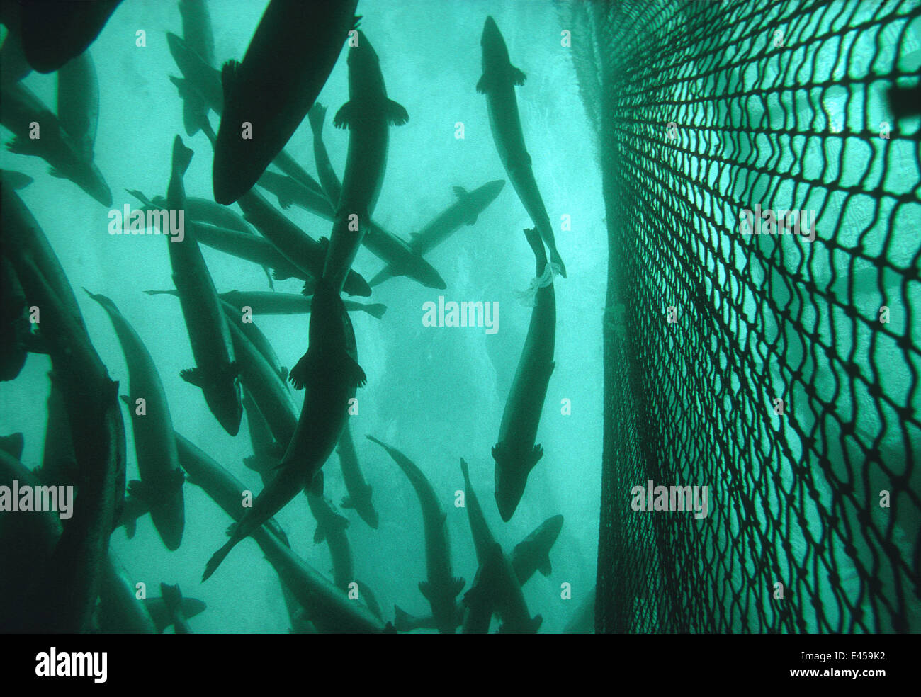 Atlantic salmon (Salmo salar) in cage of Salmon farm, Norway, Captive