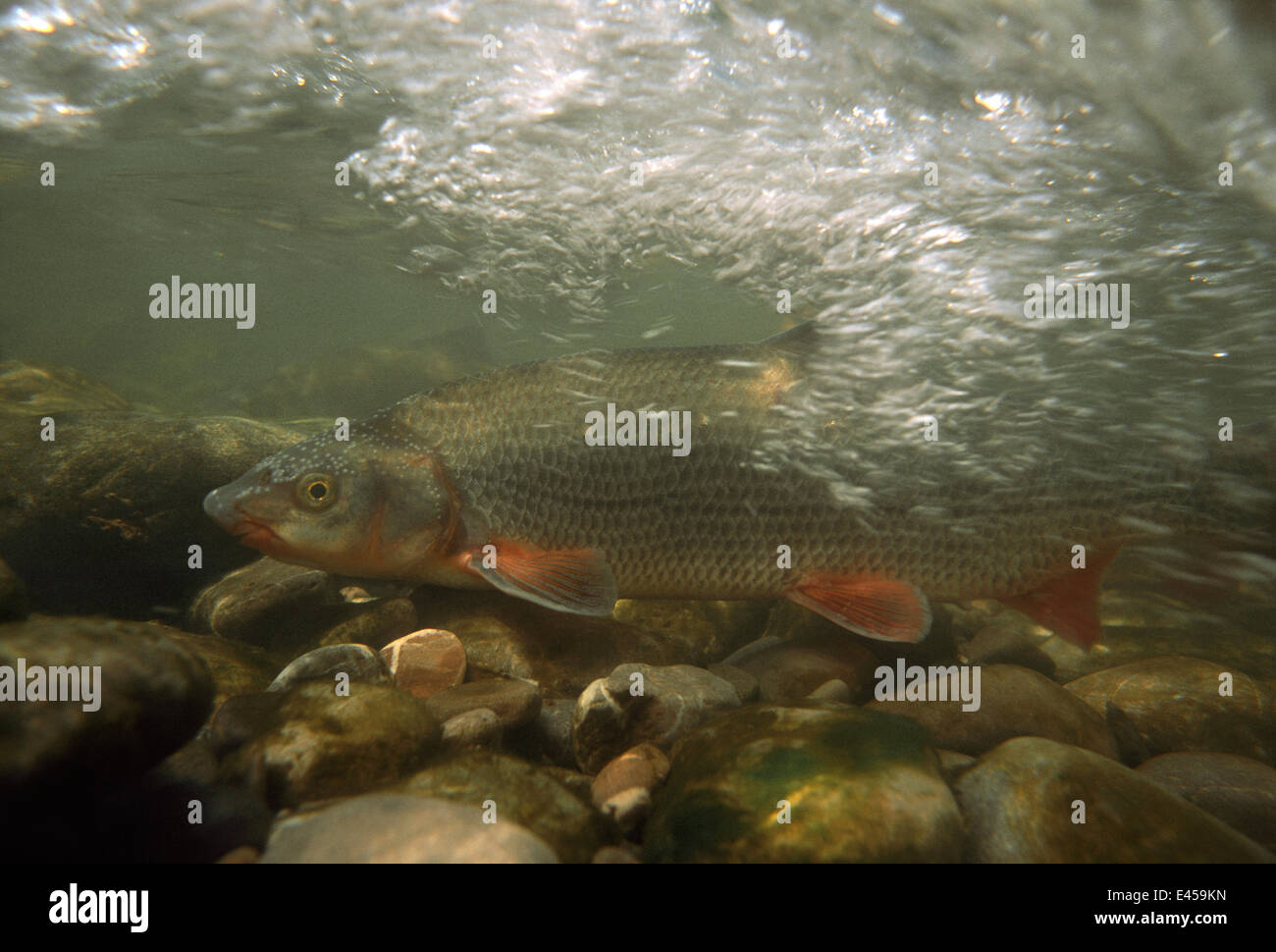 Nase (Chondrostoma nasus) male at spawning ground, Saane River, Switzerland, 2004 Stock Photo