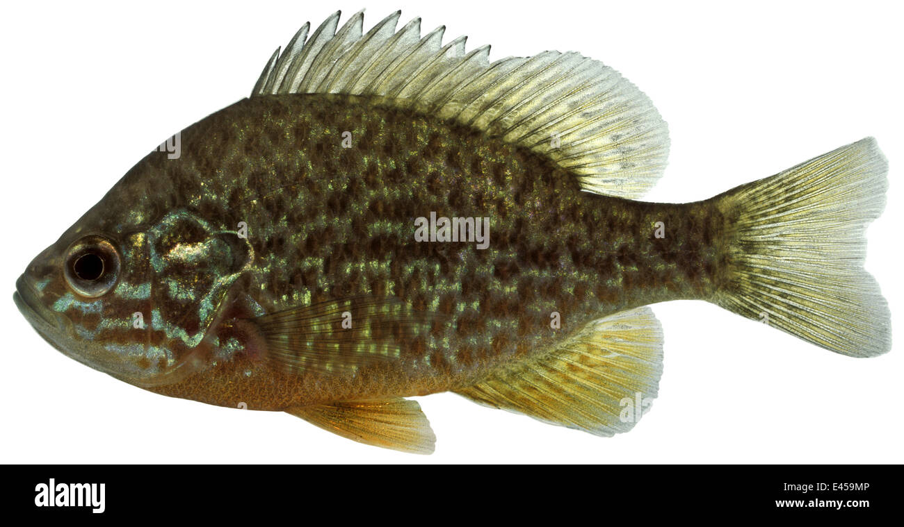 Pumpkinseed fish (Lepomis gibbosus) Europe Stock Photo Alamy